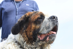 1_Friedrich-Lindemann-mit-Chewbacca-Bernhardiner-IMG_9364lu
