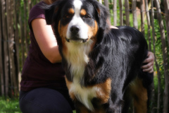 Elena-Tews-mit-Jim-Berner-Sennenhund-Mutter-Schweizer-Sennenhund-IMG_4640alu