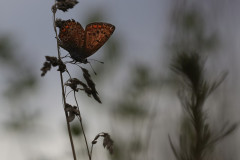 IMG_2670a