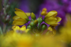 IMG_9948a