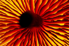 IMG_2605lua